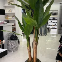 درختچه وارداتی موز 3شاخه