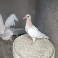 شش عدد جوجه هفترنگ زرد آلمانی