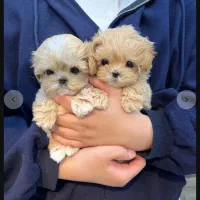 سگ پودل مالتیز