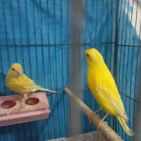 قناری|پرنده|خرمدشت, |دیوار