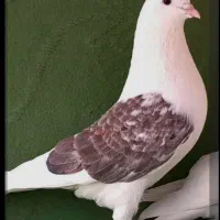 ۱۵عدد کبوتر پروازی