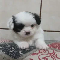 چند کوچولوی خانگی آماده واگذاری|سگ|شیراز, دست خضر|دیوار