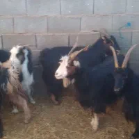 ۱۱راس بزجوان آبستن سه ماهه جفتی ۱۶۰۰۰۰۰۰|حیوانات مزرعه|بهمن صغاد, |دیوار