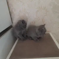 گربه پرشین اسکاتیش مشگی|گربه|ری, دولت‌آباد|دیوار