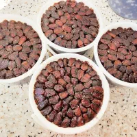 خرمای خاصی|خوردنی و آشامیدنی|بهبهان, |دیوار