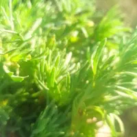 گیاه درمانی