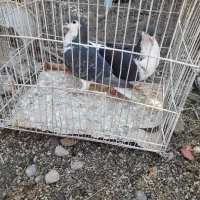 کبوتر ساده|پرنده|گنبد کاووس, |دیوار