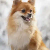 پامرروباهی شاه توله