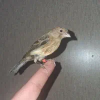 قناری دستی