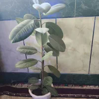 گل طبیعی جوان