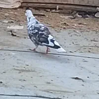 زاغ و  سوسکی