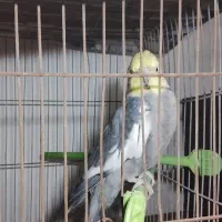 عروس هلندی|پرنده|اقبالیه, |دیوار