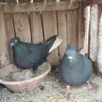 کل سفید. پشدار. پلاس .یهودی|پرنده|قم, پردیسان|دیوار