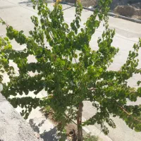 ملک-ویلایی-70-متر-سنگ-تک-برگ-فروشی