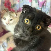 گربه اسکاتیش دی اس اچ|گربه|زنجان, |دیوار