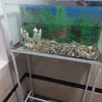 اکواریوم ماهی