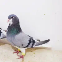 کفتر ماده