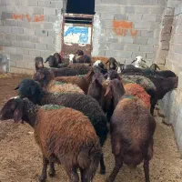 میش ابسته سنگین