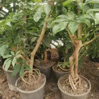 گل بنسای شفلرا