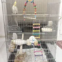 فروش عروس و برزیلی