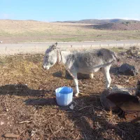 الاغ خر نر جوان|حیوانات مزرعه|اردبیل, |دیوار