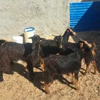 پنج عدد کهره|حیوانات مزرعه|آبپخش, |دیوار