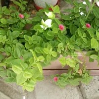 گل ناز یخی|گل و گیاه طبیعی|ابهر, |دیوار
