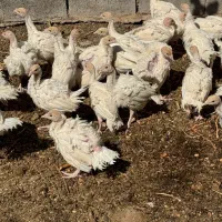 جوجه بوقلمون چهل روزه بیرونی سیکس اصل وزن ۱.۵