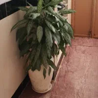 گل طبیعی بزرگ