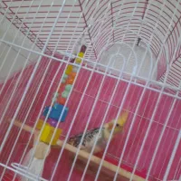 فروش عروس هلندی نر ۳ماهه فقط  تماس|پرنده|قائم‌شهر, |دیوار