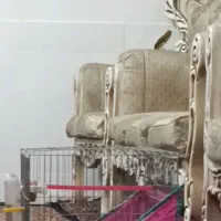 قناری شلاقی