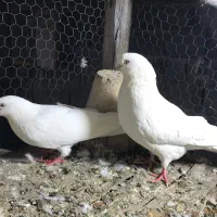 طوقی سفید چشم سفید|حیوانات|نمین, |دیوار