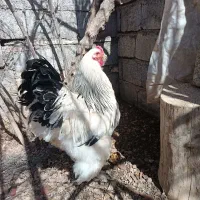 مرغ برهما|حیوانات مزرعه|خمینی‌شهر, |دیوار