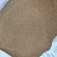 بذر شبدر درجه یک