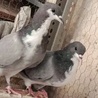 یجفت کبوتر دمگیر|پرنده|اصفهان, جاوان|دیوار