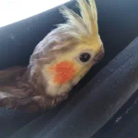 جوجه عروس هلندی سخن گو