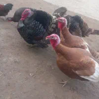 بوقلمون محلی مجاز|حیوانات مزرعه|پلدشت, |دیوار