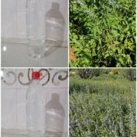 عرق بادرشبی اجی