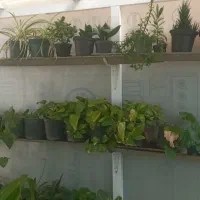 تعدادی گل به قیمت باور نکردنی به فروش می‌رسد|گل و گیاه طبیعی|نیشابور, میدان حافظ|دیوار