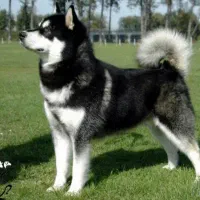 سگ هاسکی نژاد اصیل نه الکی