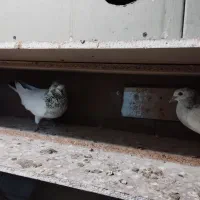 فروش جفت جوجه کله دمسبز پرش بالا|پرنده|کیش, |دیوار