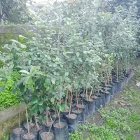 نهال فوجی‌وا و گواوایی موجود است