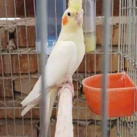 فروش فوری دوجفت عروس هلندی و3تا مرغ عشق