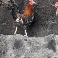 مرغ خروس|حیوانات مزرعه|گله دار, |دیوار