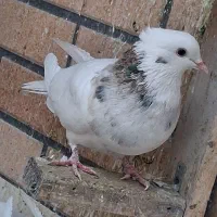 طوقی نر|پرنده|نجف‌آباد, امیرآباد|دیوار