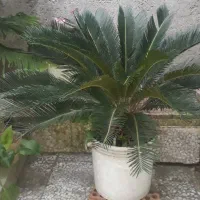 چند عددگل‌‌.سکاس.فرو شی