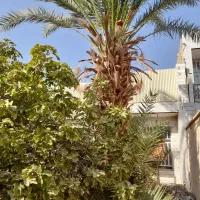 نخل خرما ۳۰ ساله|گل و گیاه طبیعی|میبد, |دیوار