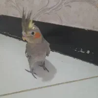 عروس هلندی دستی