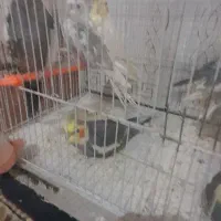 عروس هلندی|پرنده|تربت جام, میرقوام الدین|دیوار