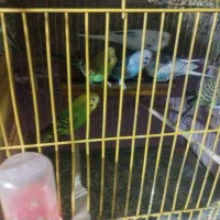 مرغ عشقان مرتب تمیز جفتی ۲۵۰